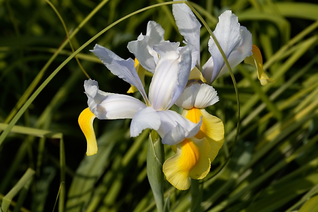 Jardin des Impressionnistes-MAI14-047